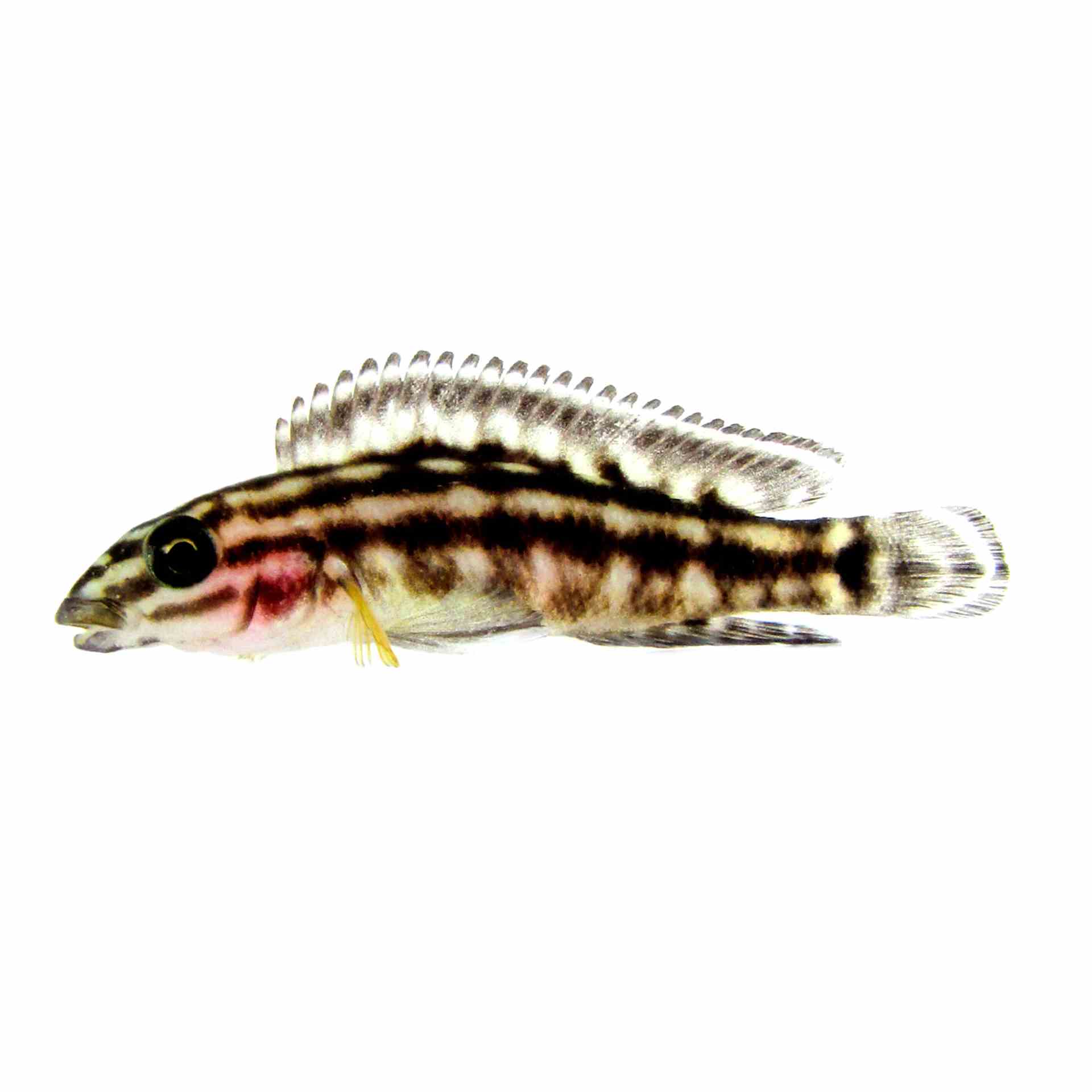 Julidochromis Marlieri (3cm)