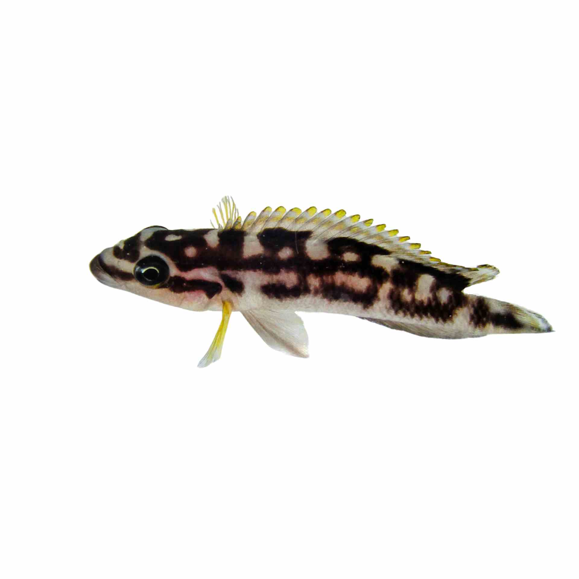Julidochromis Transcriptus (3cm)