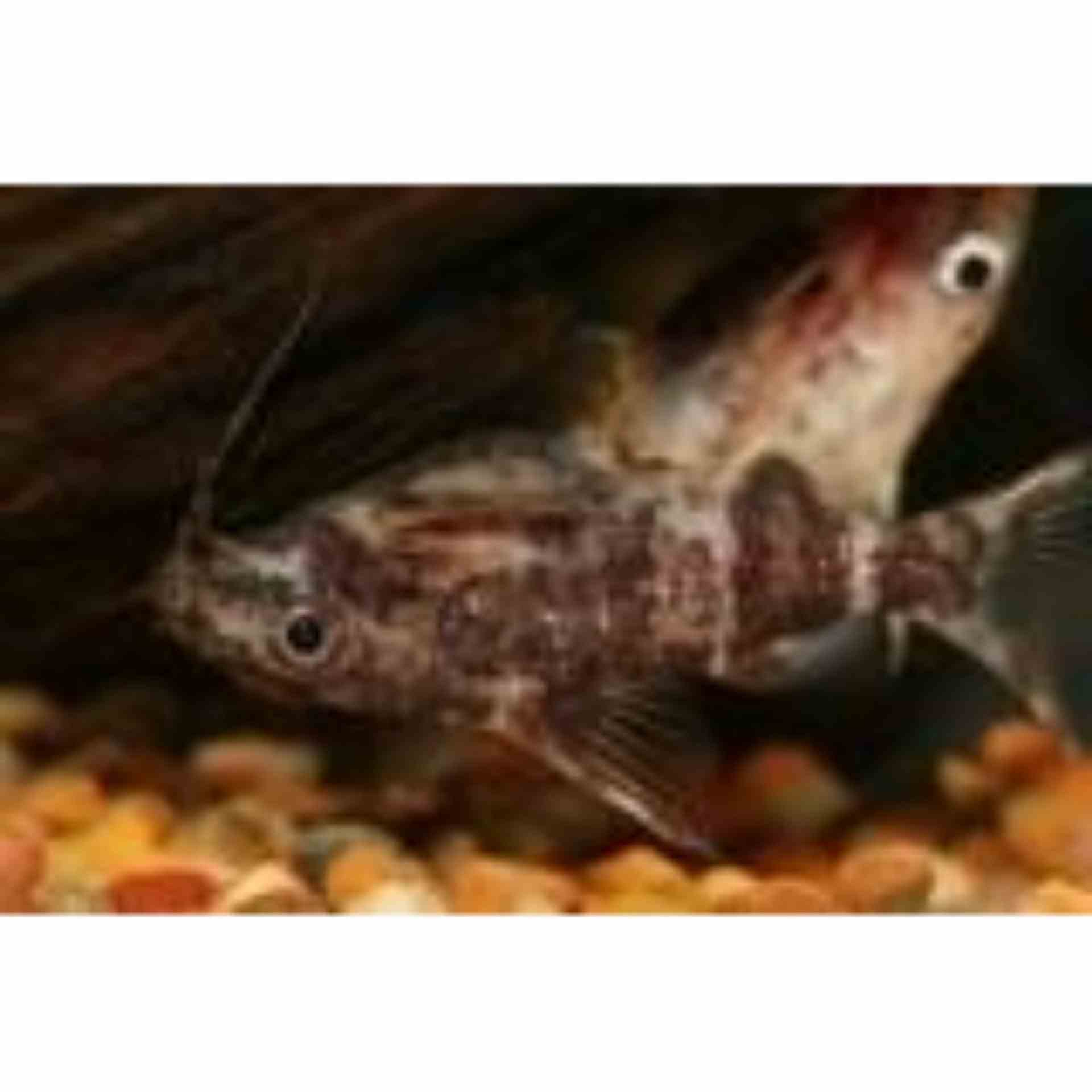 Upside Down Catfish (3.5cm)