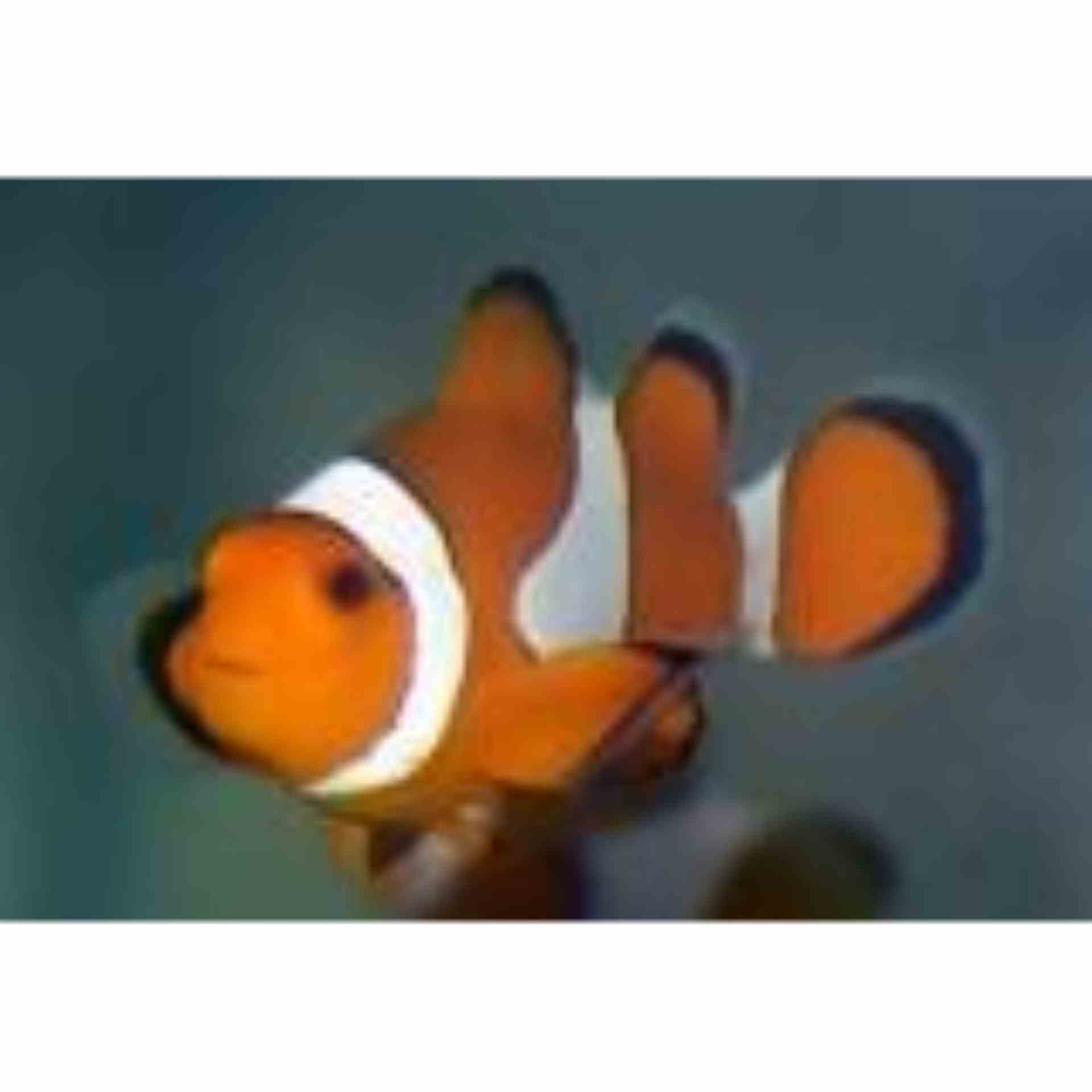 Clownfish - Orange & White (MED)