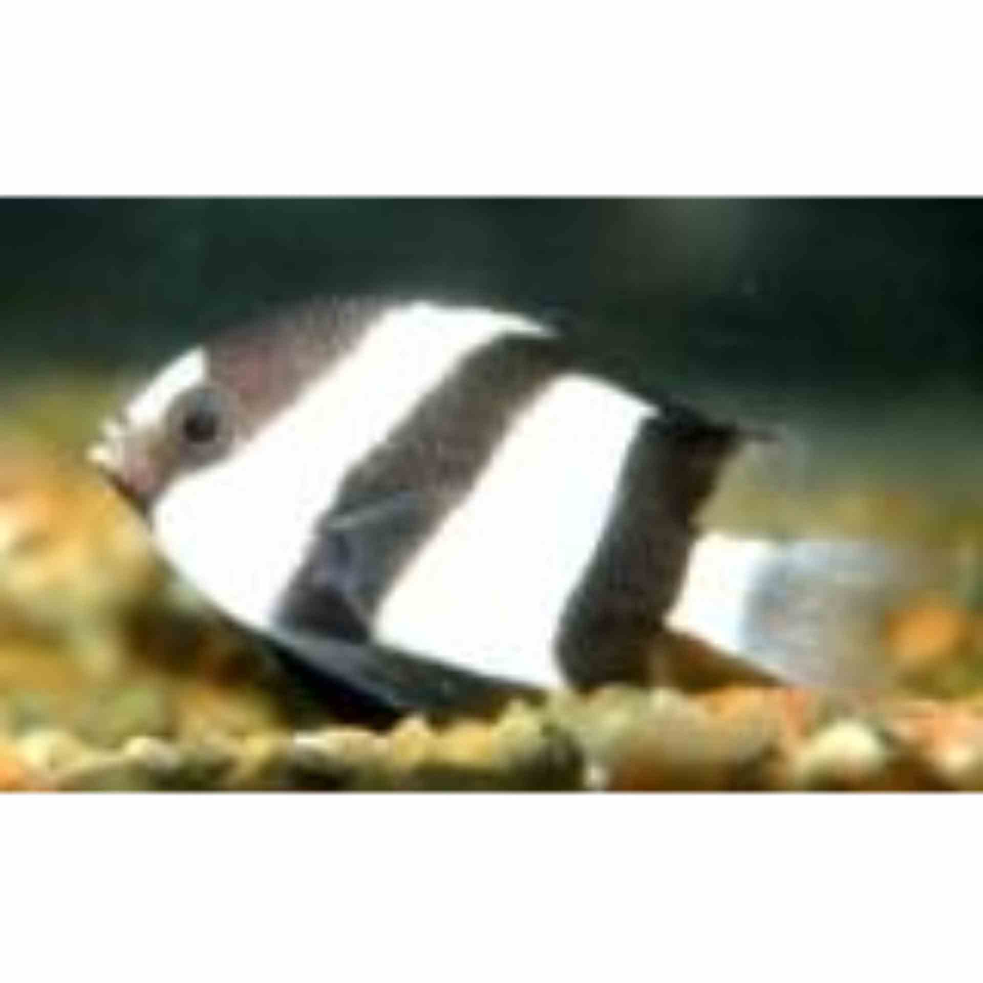 Damselfish - White Tail Humbug (MED)
