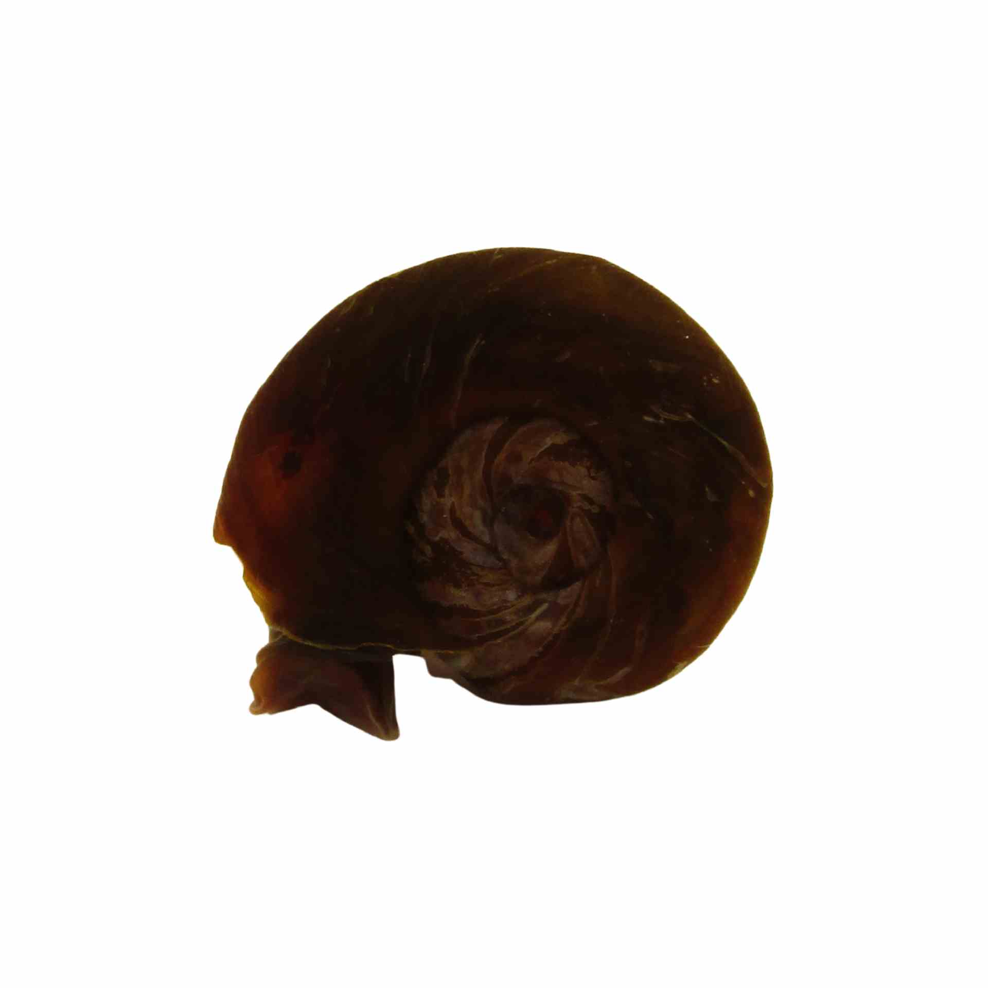 Snails Ramshorn - Med (MED)