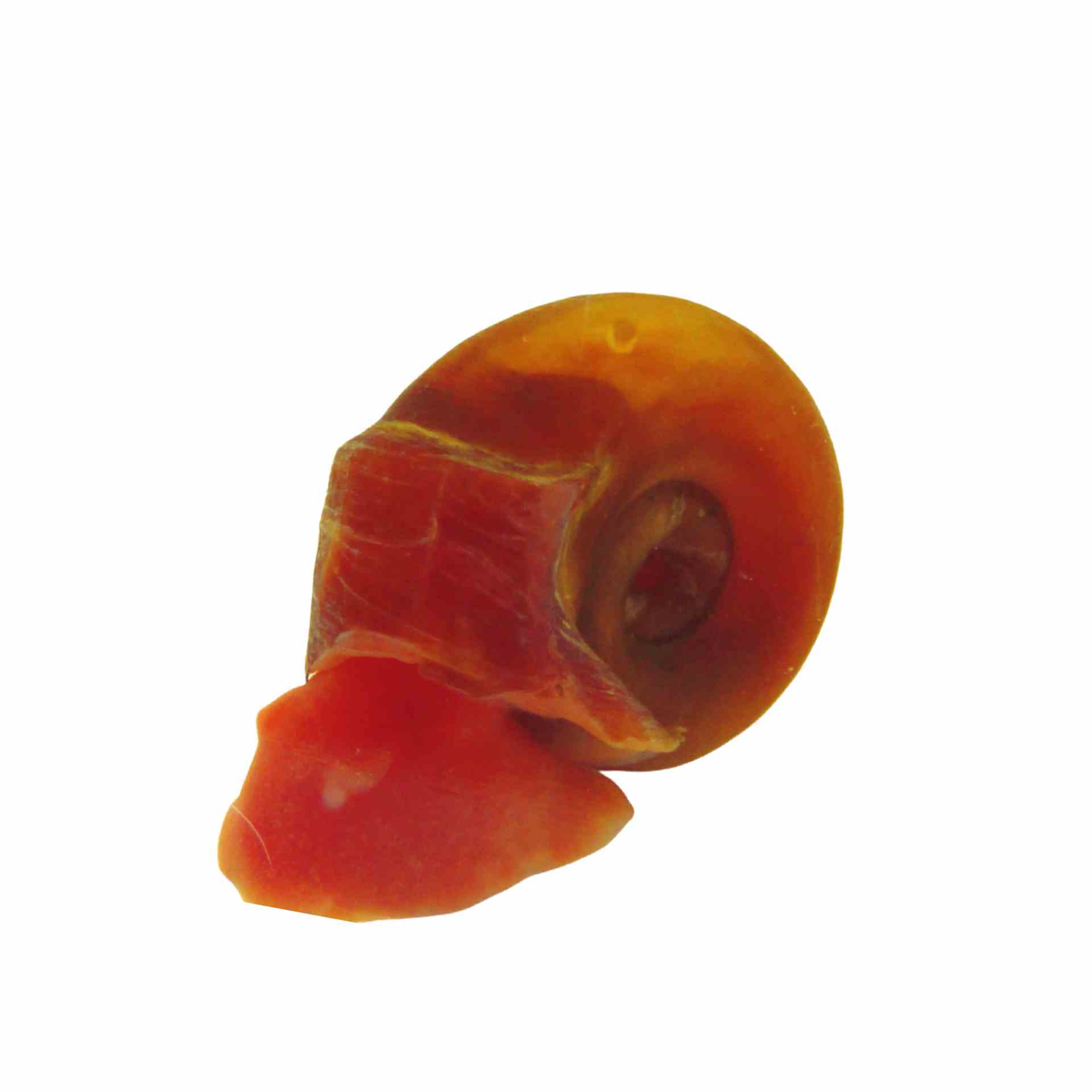 Red Ramshorn Snails - Med (MED)