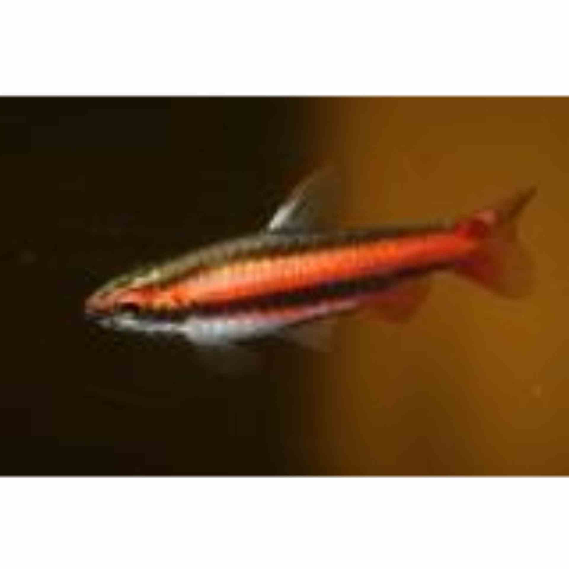 Red Dwarf Pencilfish (3cm)
