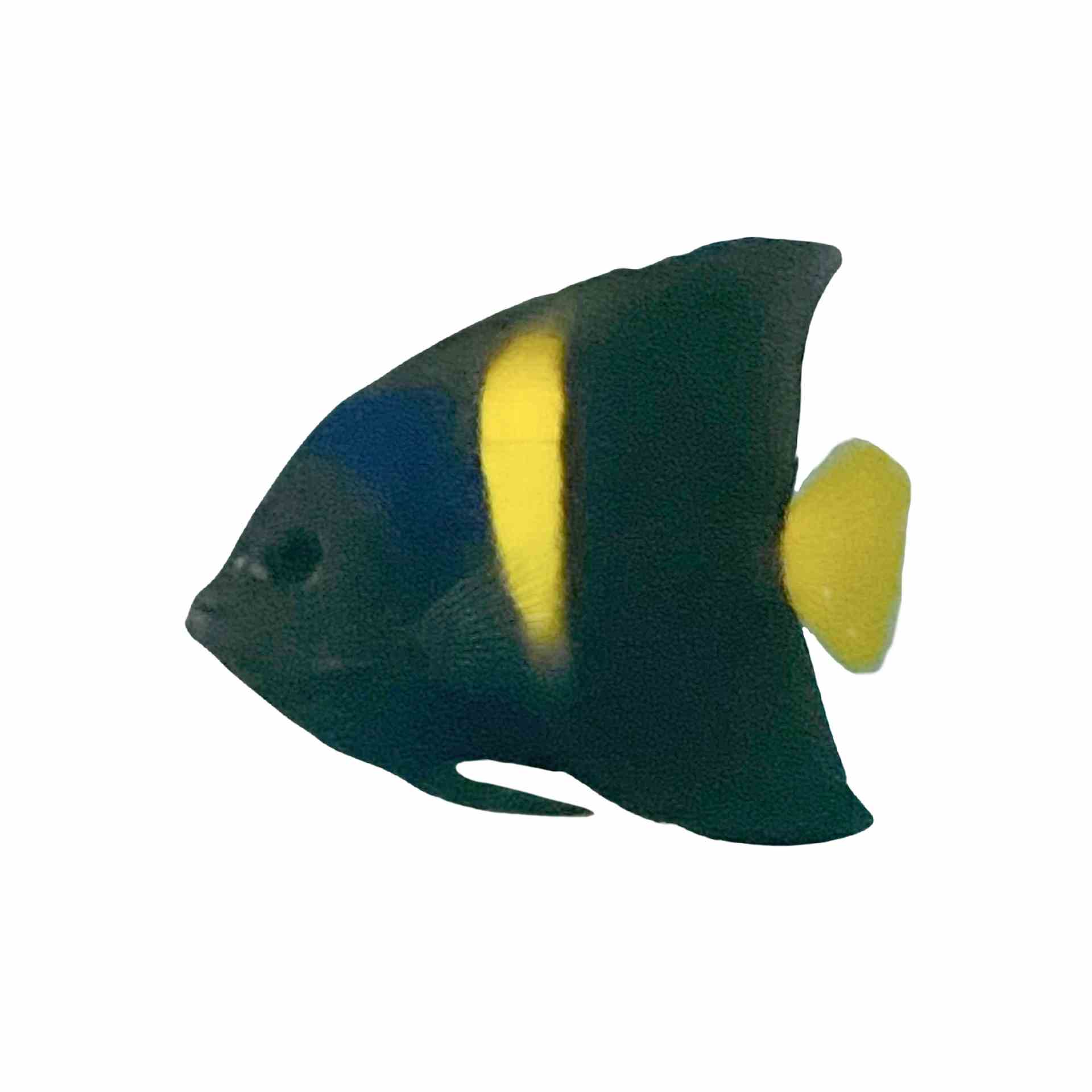 Angelfish - Arabian (10-12cm) (MDA)