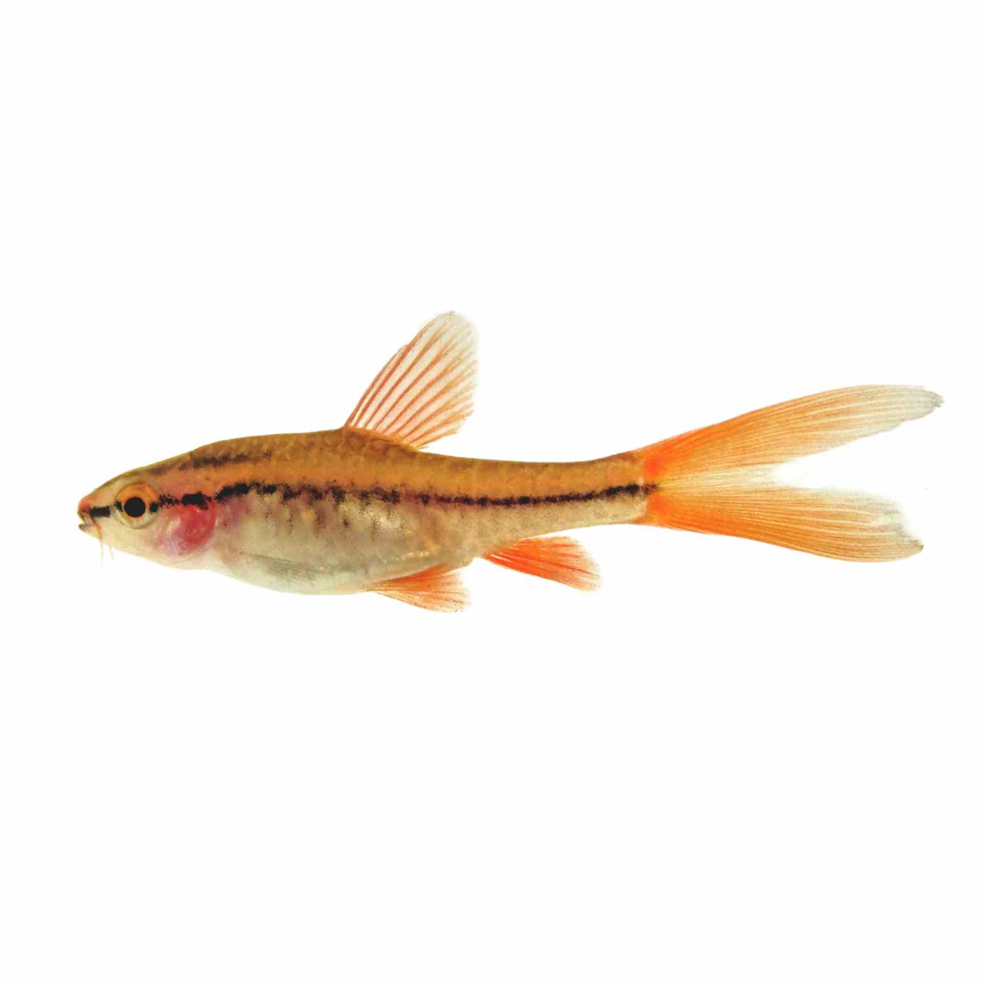 Cherry Barb Longfin (3cm)