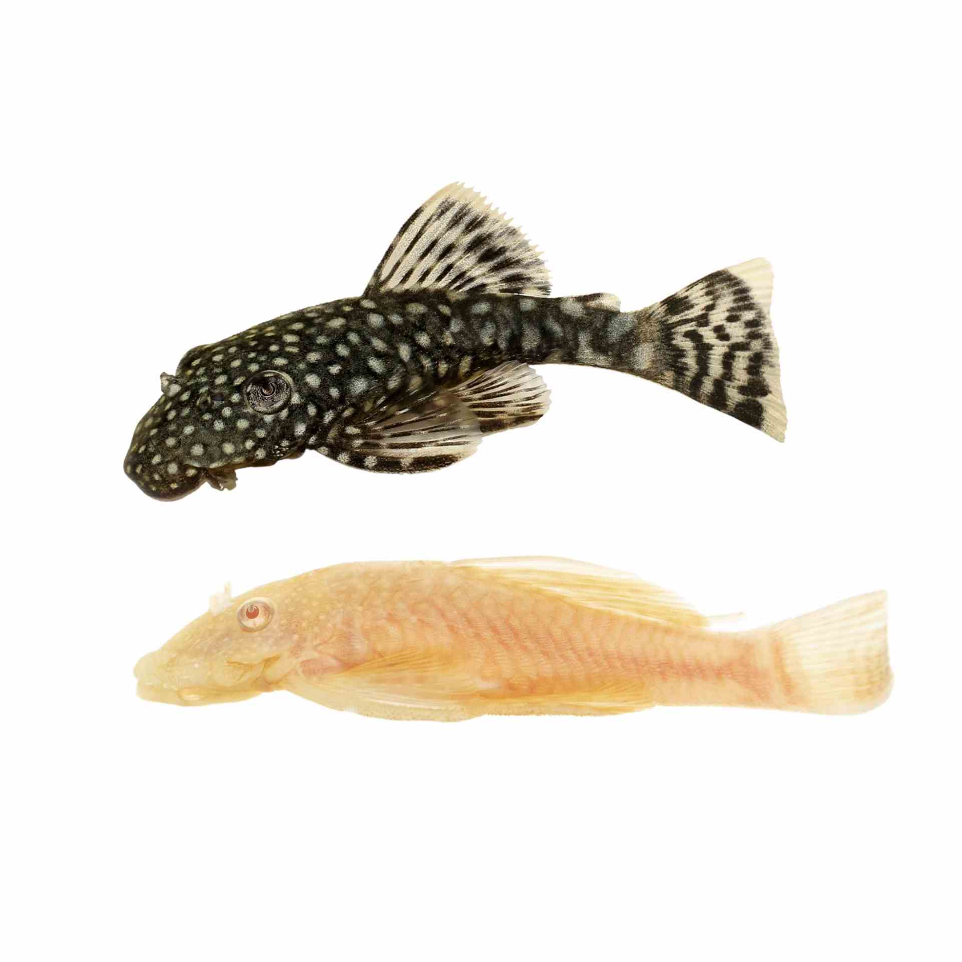 Assorted Bristlenose Catfish (4cm)