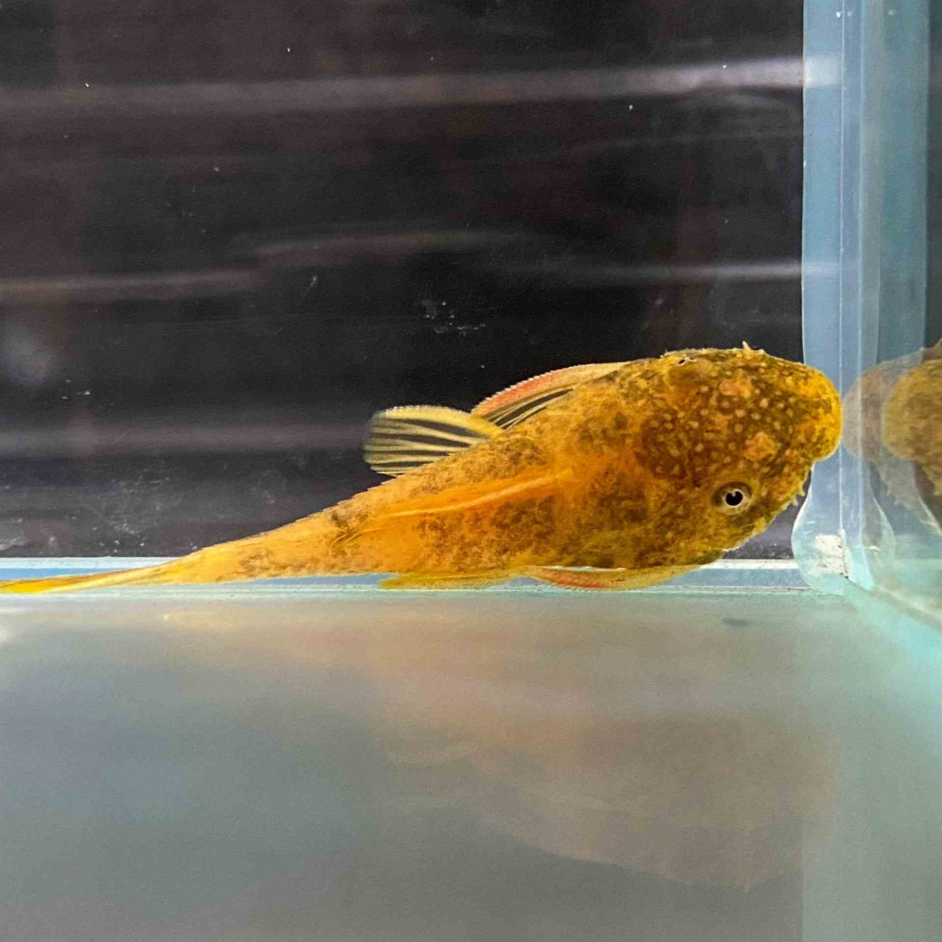 Marble Bristlenose Catfish (3cm)