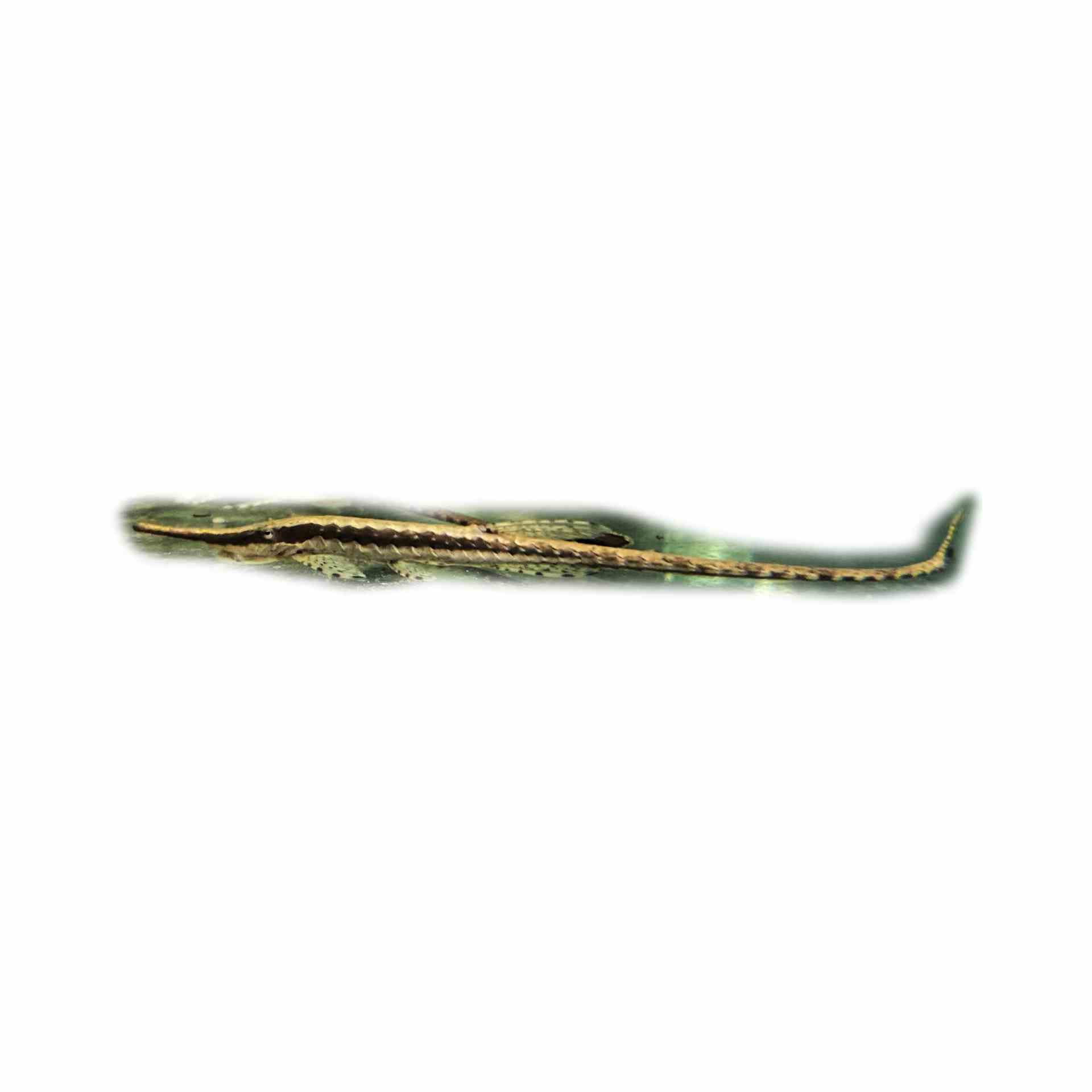 Farlowella Catfish (7cm)