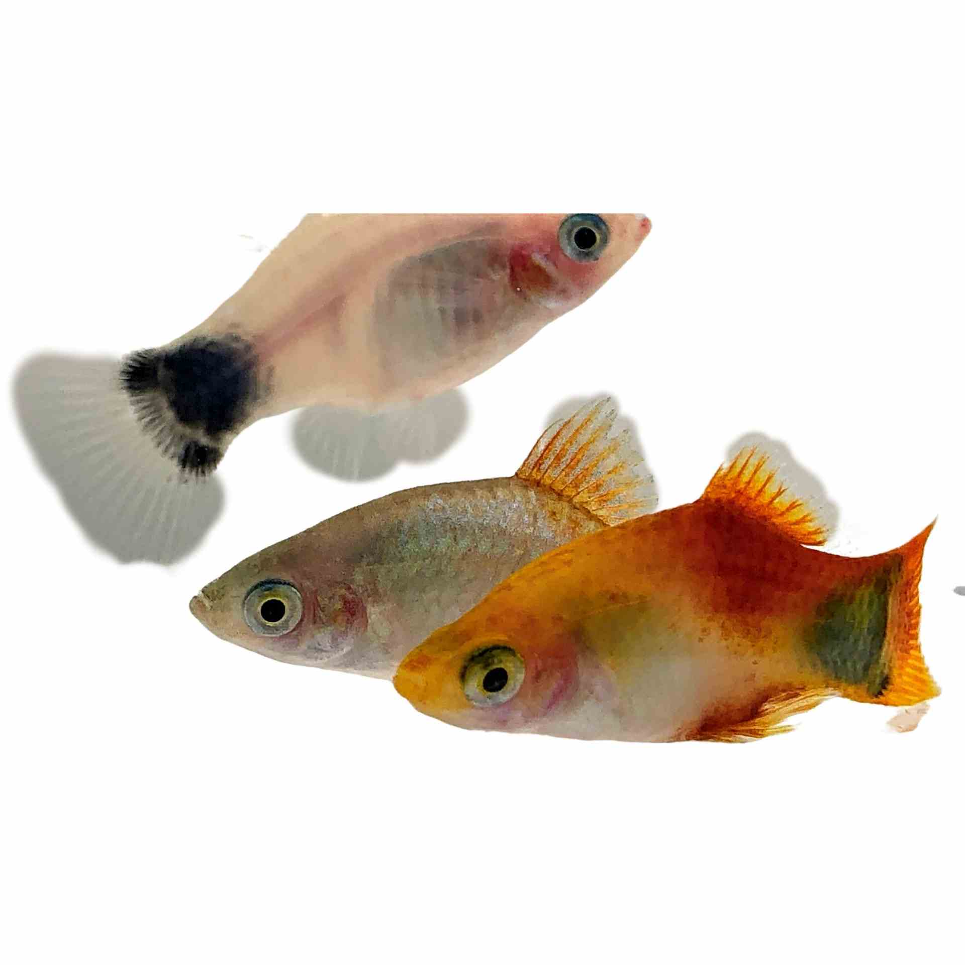 Mickey Mouse Assorted Platy (4cm)