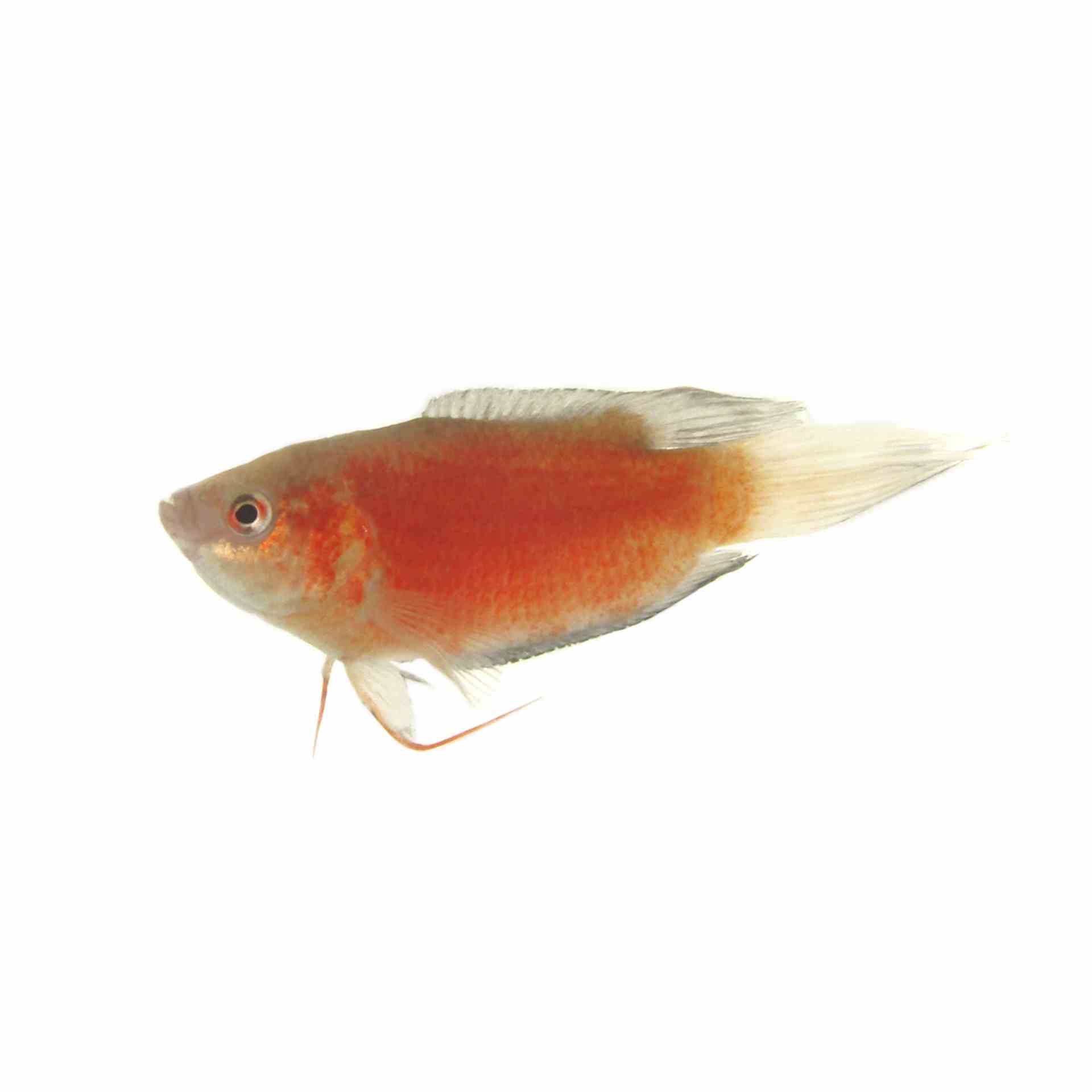 Apricot Paradise Fish (4cm)